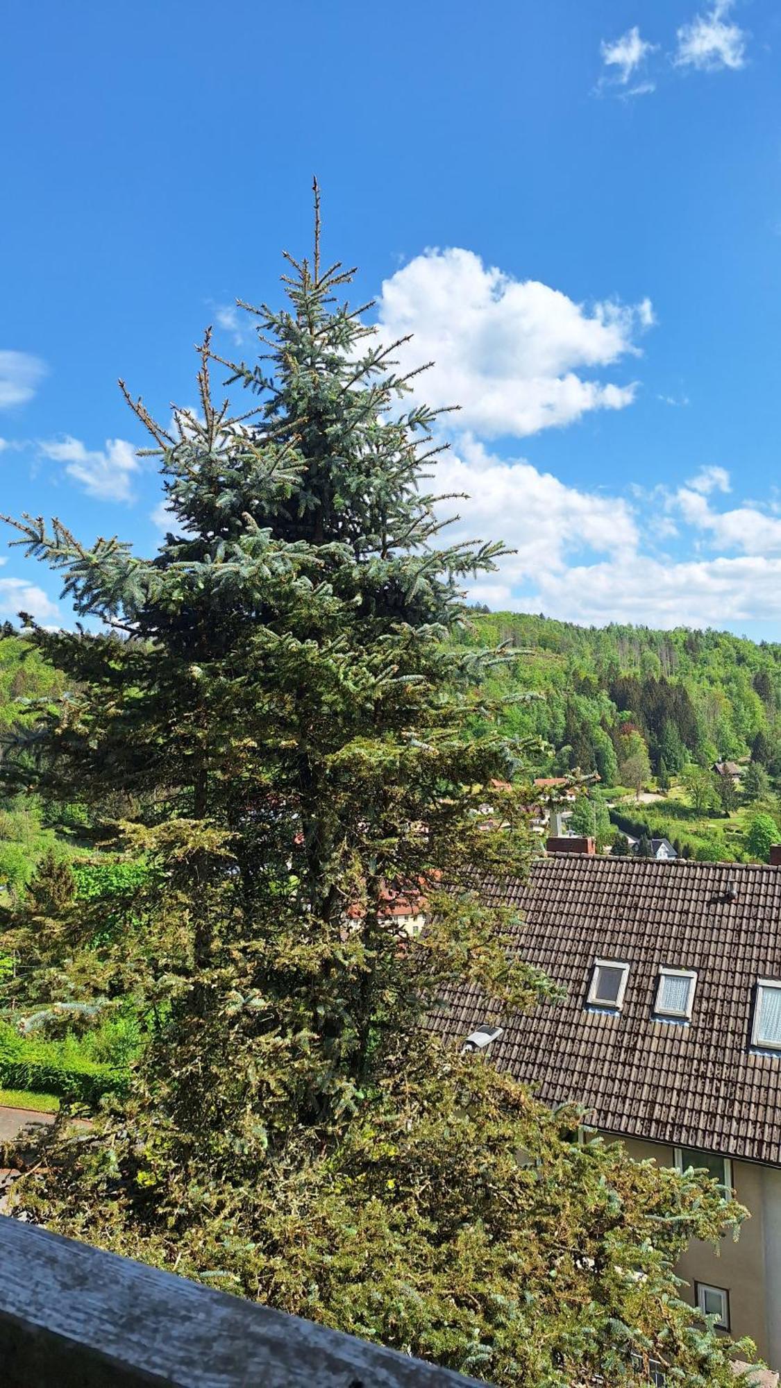 Haus Westharz Goslar Apartment Бад Грунд Екстериор снимка