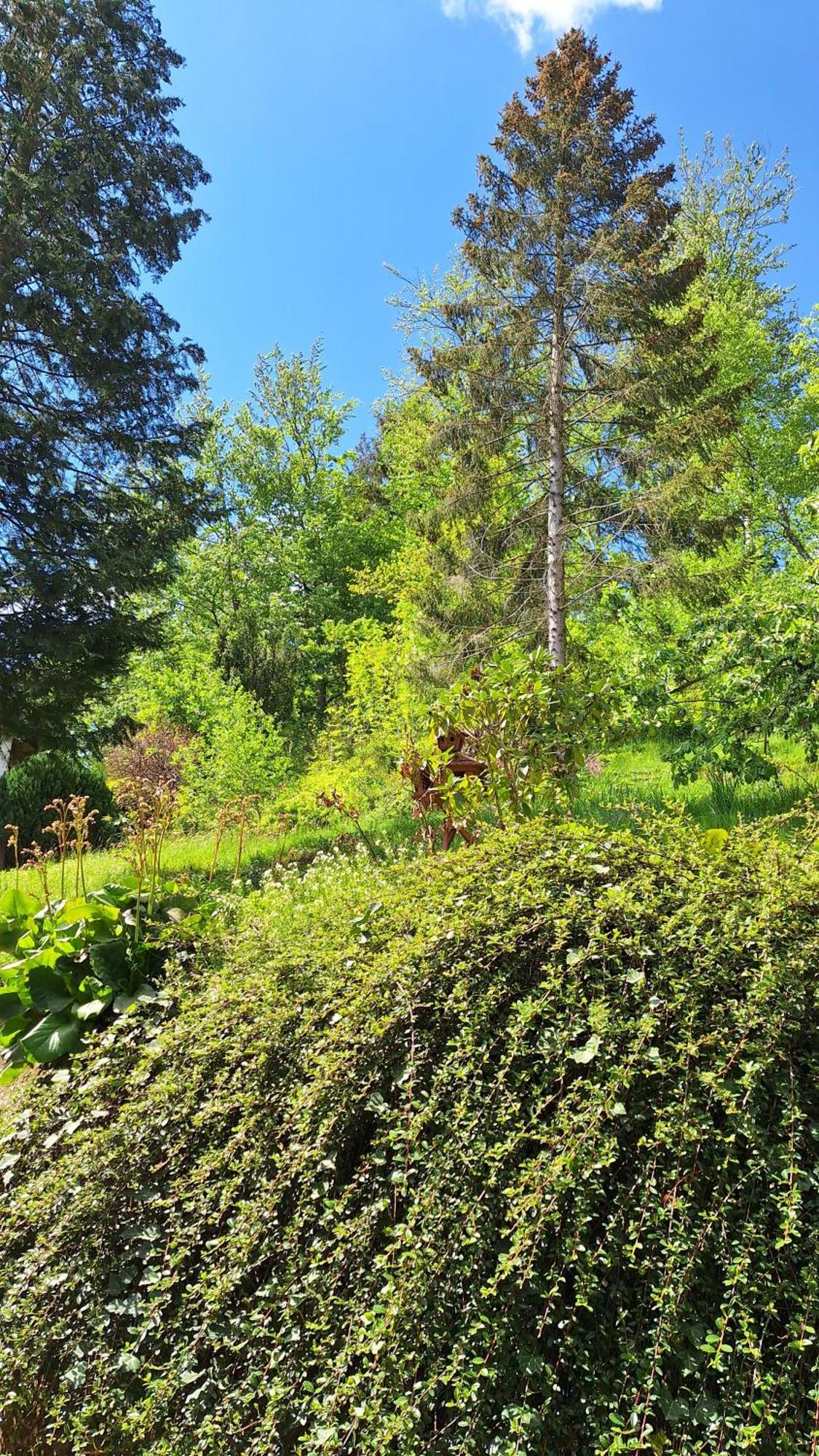 Haus Westharz Goslar Apartment Бад Грунд Екстериор снимка